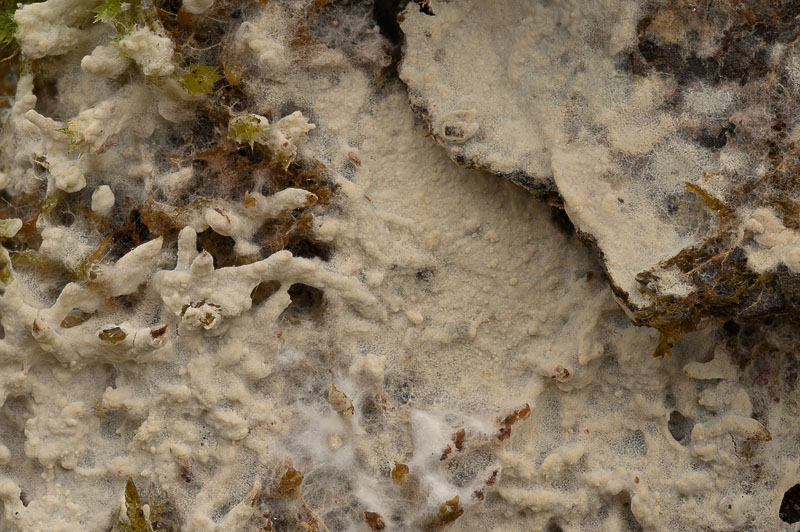 Asterostroma cervicolor